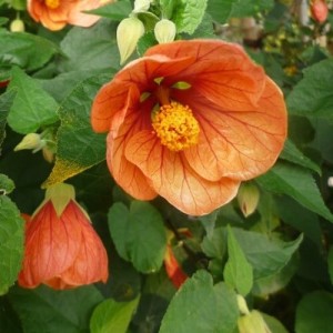 Семена за Абутилон (Стаен клен)  / Abutilon hybridum