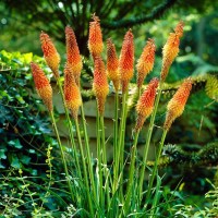 Семена за Цветя Тритома / Kniphofia uvaria