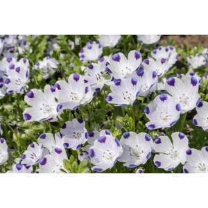 Семена за Немофила (бебешки сини очи) / Nemophila maculata