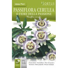 Синя Пасифлора / Passiflora Cerulea