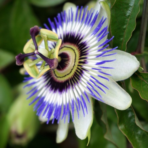 Синя Пасифлора / Passiflora Cerulea