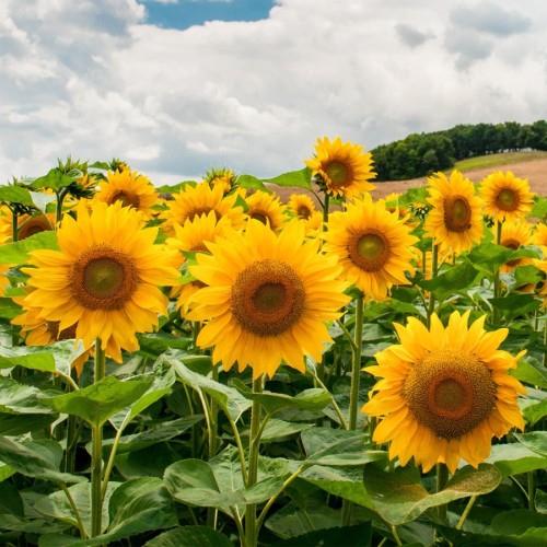 Слънчоглед Жълт Гигант / Helianthus annuum