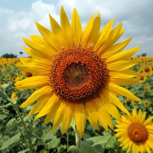 Слънчоглед Жълт Гигант / Helianthus annuum