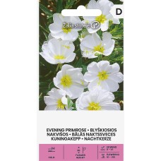 Вечерна Бяла Иглика / Oenothera pallida