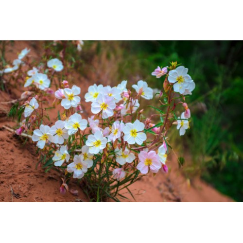 Вечерна Бяла Иглика / Oenothera pallida