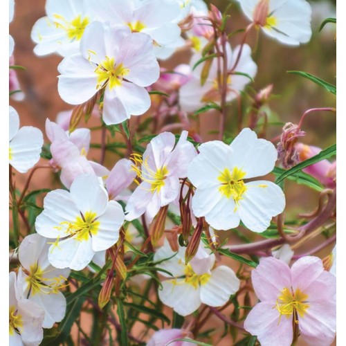 Вечерна Бяла Иглика / Oenothera pallida