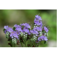 Фацелия (Phacelia) 