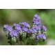 Фацелия (Phacelia) 