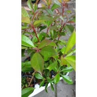 Фотиния / Photinia- бързорастящ храст подходящ за изграждане на жив плет