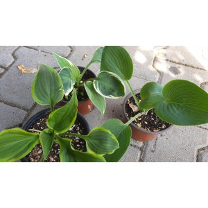 Комплект 3 броя Хости / Hosta (различни цветове)