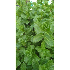 Разсад Мента Мароканска / Moroccan Mint