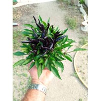 Разсад от люти чушки черни / Capsicum annuum Joker black (реални снимки)