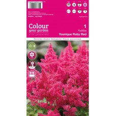 Астилба Уникално Рубинена / Astilbe - 1 бр луковица