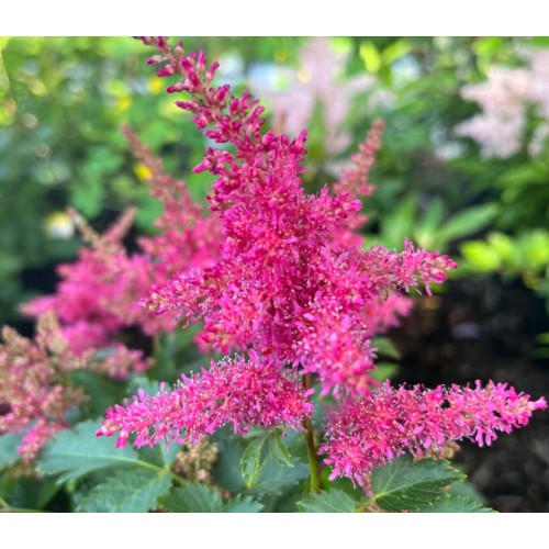 Астилба Уникално Рубинена / Astilbe - 1 бр луковица