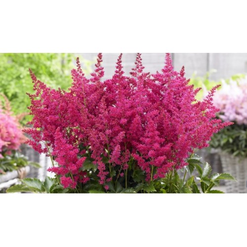 Астилба Уникално Рубинена / Astilbe - 1 бр луковица