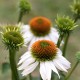 Ехинацея Алба / Echinacea - 1 бр коренище