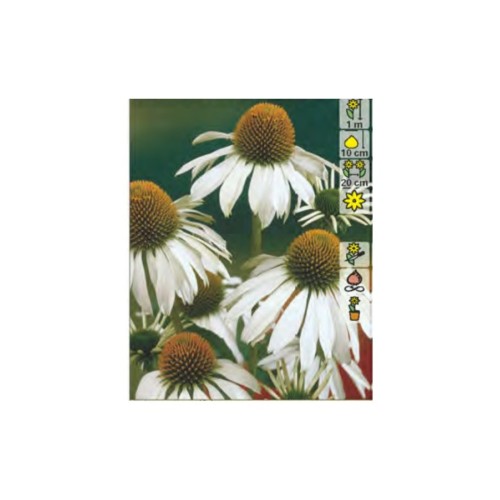 Ехинацея Алба / Echinacea - 1 бр коренище