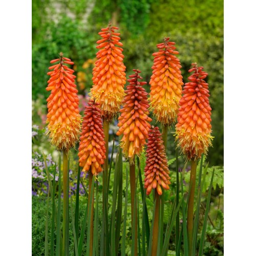 Книфофия Алказар / Kniphofia Alcazar - 1 бр луковица