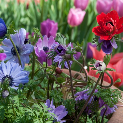 Анемония Микс "Дневни мечти" / Anemone corornaria 'St. Brigid' - 15 бр луковици