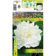 Божур Бял 'Фестива Максима' / Paeonia Festiva Maxima (Paeonia lactiflora) - 1 бр луковицa