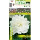 Божур Бял 'Фестива Максима' / Paeonia Festiva Maxima (Paeonia lactiflora) - 1 бр луковицa