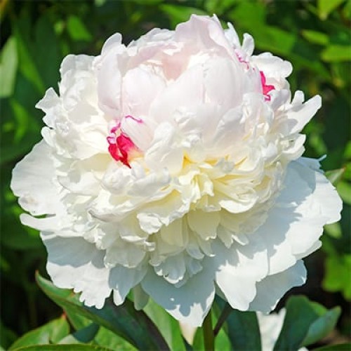 Божур Бял 'Фестива Максима' / Paeonia Festiva Maxima (Paeonia lactiflora) - 1 бр луковицa