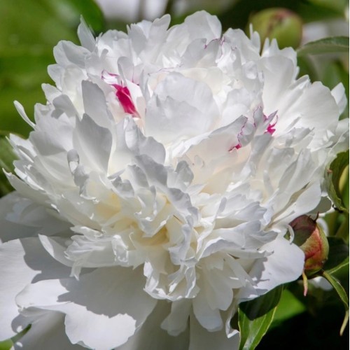 Божур Бял 'Фестива Максима' / Paeonia Festiva Maxima (Paeonia lactiflora) - 1 бр луковицa