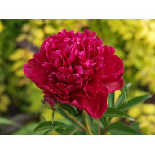 Божур Червен Двоен / Paeonia Paul Wild (Paeonia lactiflora) - 1 бр луковицa