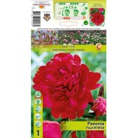 Божур Червен двоен / Paeonia Paul Wild (Paeonia lactiflora) - 1 бр луковицa