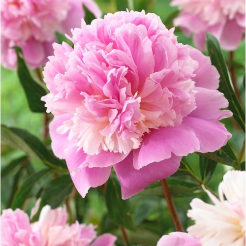 Божур Розов 'Сорбе' / Paeonia Sorbet (Paeonia lactiflora) - 1 бр луковицa