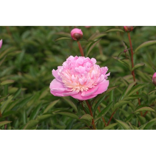 Божур Розов 'Сорбе' / Paeonia Sorbet (Paeonia lactiflora) - 1 бр луковицa