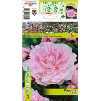 Божур Розов 'Тафф' / Paeonia Taff - 1 бр луковица