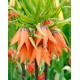 Фритилария Императорска Ведрица "Аврора" (Ходжово лале) / Fritillaria imperialis 'Aurora'- 1 бр луковица