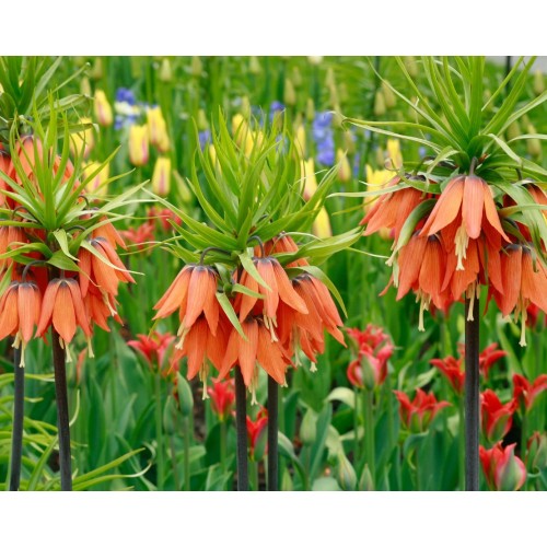 Фритилария Императорска Ведрица "Аврора" (Ходжово лале) / Fritillaria imperialis 'Aurora'- 1 бр луковица