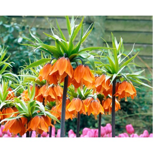 Фритилария Императорска Ведрица "Аврора" (Ходжово лале) / Fritillaria imperialis 'Aurora'- 1 бр луковица