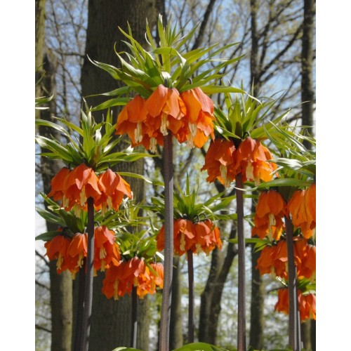 Фритилария Императорска Ведрица "Аврора" (Ходжово лале) / Fritillaria imperialis 'Aurora'- 1 бр луковица