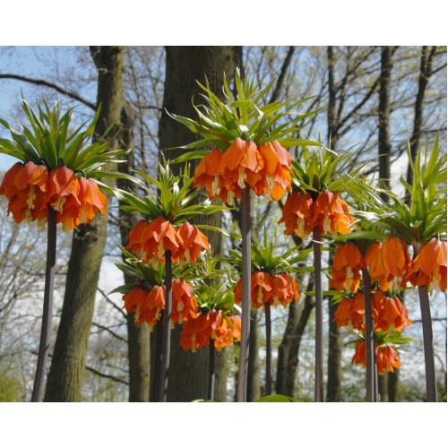 Фритилария Императорска Ведрица "Аврора" (Ходжово лале) / Fritillaria imperialis 'Aurora'- 1 бр луковица