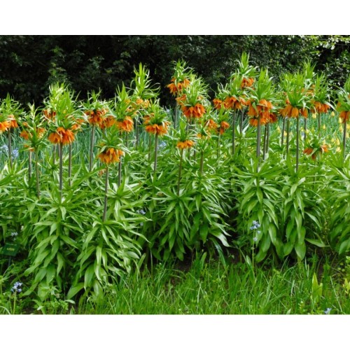 Фритилария Императорска Ведрица "Аврора" (Ходжово лале) / Fritillaria imperialis 'Aurora'- 1 бр луковица