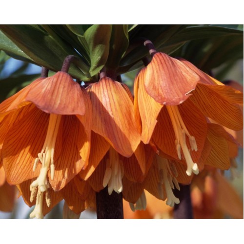 Фритилария Императорска Ведрица "Аврора" (Ходжово лале) / Fritillaria imperialis 'Aurora'- 1 бр луковица