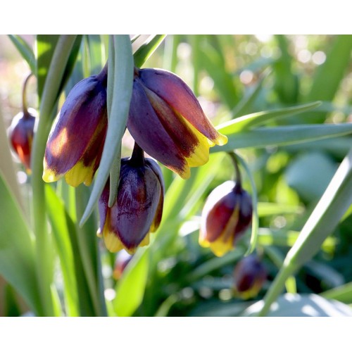 Фритилариа (гроздова лисица) / Fritillaria uva vulpis - 10 бр луковици