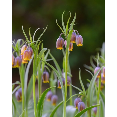 Фритилариа (гроздова лисица) / Fritillaria uva vulpis - 10 бр луковици