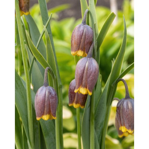 Фритилариа (гроздова лисица) / Fritillaria uva vulpis - 10 бр луковици