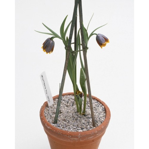 Фритилариа (гроздова лисица) / Fritillaria uva vulpis - 10 бр луковици