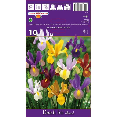 Ирис Холандски Микс / Dutch Iris Mixed - 10 бр луковици