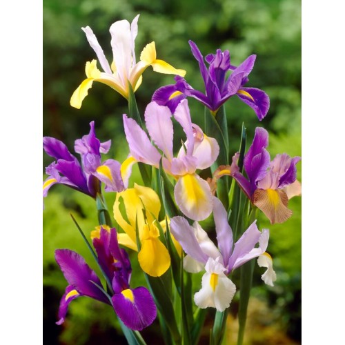 Ирис Холандски Микс / Dutch Iris Mixed - 10 бр луковици