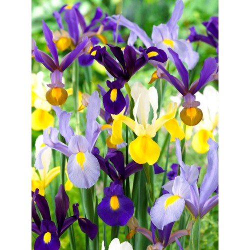 Ирис Холандски Микс / Dutch Iris Mixed - 10 бр луковици