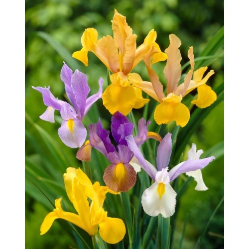 Ирис Холандски Микс / Dutch Iris Mixed - 10 бр луковици