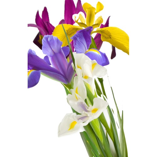 Ирис Холандски Микс / Dutch Iris Mixed - 10 бр луковици