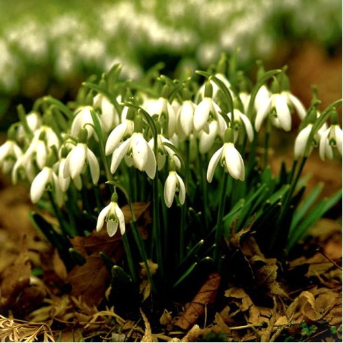 Кокиче / Galanthus nivalis - 10 бр луковици