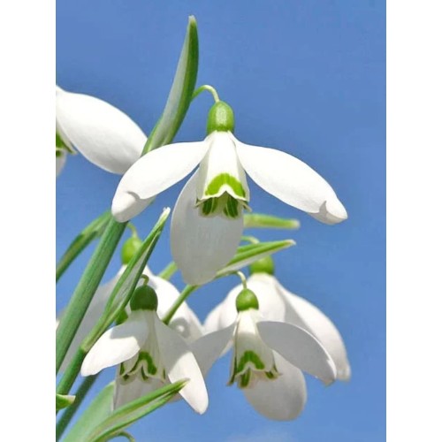 Кокиче / Galanthus nivalis - 10 бр луковици